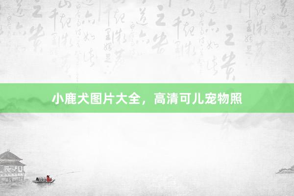 小鹿犬图片大全，高清可儿宠物照